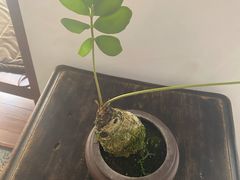 -侘寂甜品(自取店)