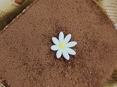 -梁子刨冰王&梁小糖(王顶堤店)