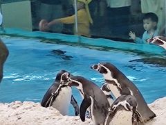 -帝企鹅自助餐厅•儿童岛•真企鹅(长隆企鹅酒店)