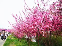 -苏州上方山国家森林公园