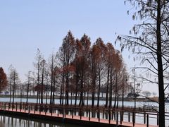 -贡湖湾湿地公园