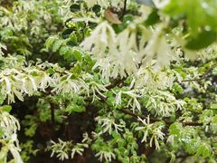 -萍乡武功山风景名胜区