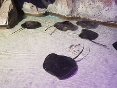 -哈尔滨波塞冬海底世界