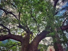 -新安江山水画廊风景区