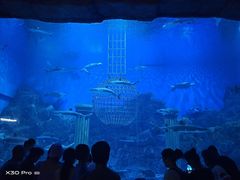 -芜湖新华联大白鲸海洋公园