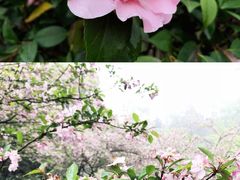 -南山植物园