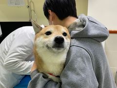 -艾贝尔宠物诊疗