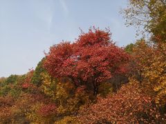 -北京西山国家森林公园