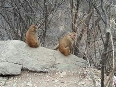 android_upload_pic-云台山风景名胜区