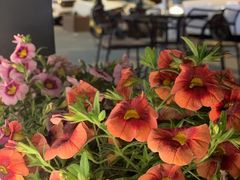 -安琳acKONA咖啡(市南店)