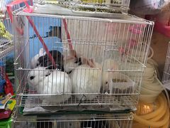 -双季花艺园艺市场(浦东店)