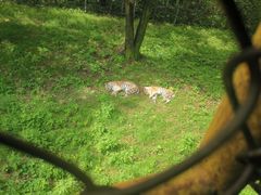 -哈尔滨北方森林动物园