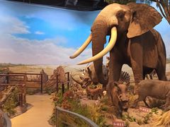 -陕西自然博物馆