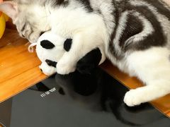 -lincat·猫舍(广州店)