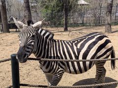 -大连森林动物园