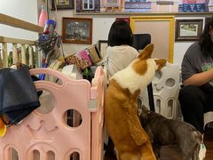 -柯斗斗主题餐厅·狗咖·围炉煮茶·茶饮(国瑞升平里店)