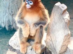 -西霞口神雕山野生动物世界