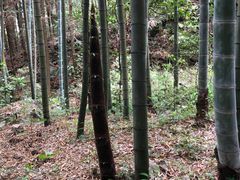 -金子山原生态旅游风景区