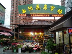 -曲阳花鸟市场(曲阳路店)