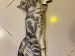 -平行世界·猫咖(首经贸店)