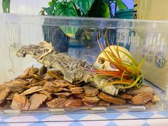 -Rabbit Cafe私房西餐甜点咖啡(栖霞路店)