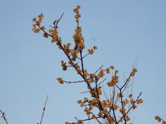 -洛阳市隋唐城遗址植物园
