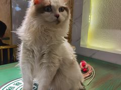 -喵喵咪呀布偶猫咖(春熙路店)