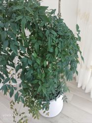 -HEYAN荷妍专业脱毛连锁机构