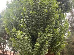 -张掖大佛寺景区