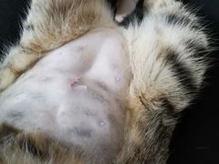 -荔康动物医院(康王北路店)