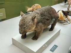 -国家自然博物馆