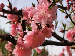-海棠花溪(元大都城垣遗址公园)