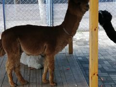 -长白岛森林公园