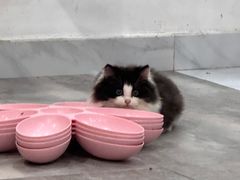 -楼上猫咖(罗湖店)