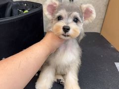 -帕帕拉兹宠物(亚洲旗舰店)