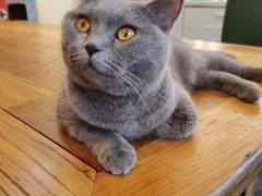 -猫小院猫主题餐厅(南锣旗舰店)
