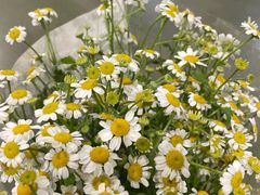 -金三角花鸟鱼综合市场-地面停车场