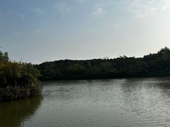 -大湾区中央湿地公园