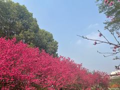 -秀丽东方
