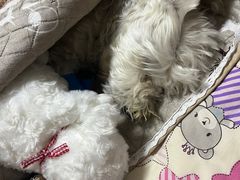 -邢大夫动物医院