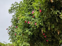 -北京张裕爱斐堡酒庄