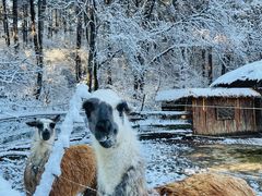 -沈阳森林动物园