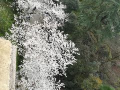 -武汉大学-樱园
