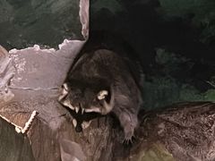 -绿色星球动物主题公园