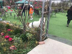 -三圣花乡旅游区