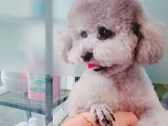 -PETKIT小佩宠物(昭化店)