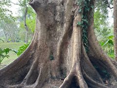 -中国科学院西双版纳热带植物园