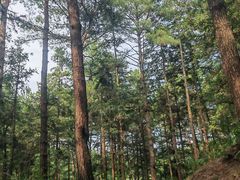 -重庆睡佛山森林公园