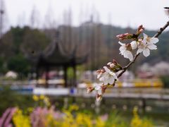 -苏州上方山国家森林公园