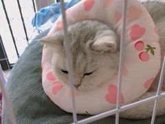 -深圳野生动物园宠物医院(西湖林语店)